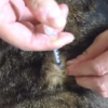猫のインスリンの打ち方の動画と効果的な打つ場所
