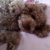 犬の躾から学んだ 古い考えを手放し新たな意識を持つと直ぐに現実が変わる事＾＾☆彡