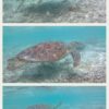 座間味島旅行記 ウミガメに逢える阿真ビーチはプラーナもオーブもいっぱい＼(^o^)／☆